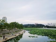 -月湖风景区