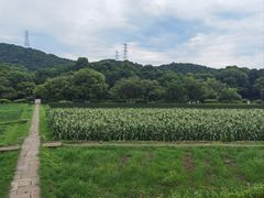 -八卦田遗址公园