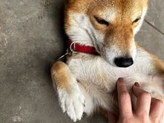 -柴犬高等学院·狗咖·柴犬售卖·宠物训练