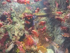 -太平洋海底世界