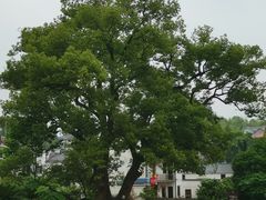 -清漾毛氏文化村