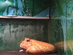 -上海大自然野生昆虫馆(东方明珠·爬宠昆虫探索中心)