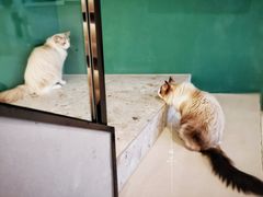-飞行喵MR PILOT|猫舍·猫咖(静安大融城店)