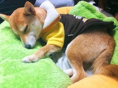 -逗柴咖啡屋·狗咖猫咖宠物桌游