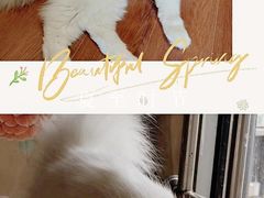 -Sweet cat·星愿猫咖(国贸大厦店)