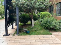 -云南艺术学院(呈贡校区)