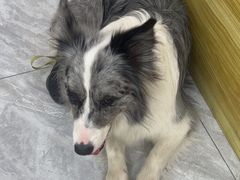 -瑞鹏宠物医院·普外科·影像科·皮肤科(城市山谷分院)