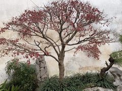 -艺圃