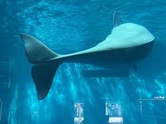 -海合安成都极地海洋公园