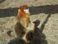 -西安秦岭野生动物园