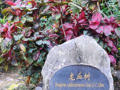 -中国科学院西双版纳热带植物园