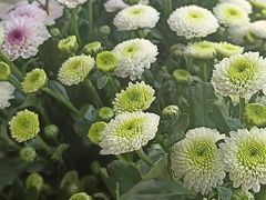 -雪蔓之鲜花气球派对(家佳源时代中心店)