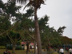 -野狸岛