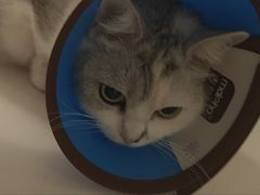 -御宝贝·A梦猫科宠物医院(国际猫友好医院)