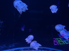 -欢乐海岸海洋奇梦馆