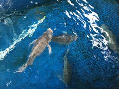 -鸿渡渔庄·特色鸭咀鱼