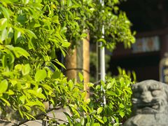 -深圳仙湖植物园