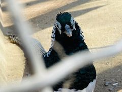 -石家庄市动物园