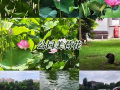 -莲湖公园