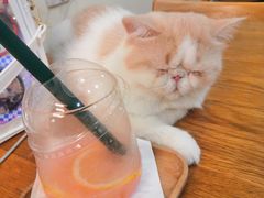 莓莉芭乐-滚猫咖啡·猫咖·猫友好撸猫(未来城店)