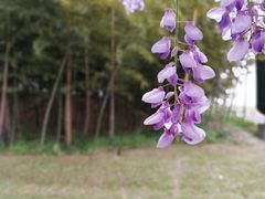 -南通洲际绿博园