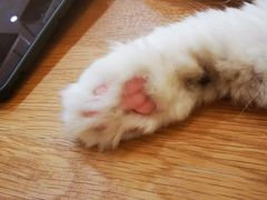 -滚猫咖啡·猫咖·猫友好撸猫(未来城店)