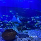 武汉必打卡旅游地标|极地海洋主题公园