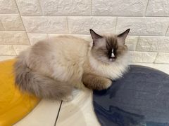 -平行世界·猫咖(首经贸店)