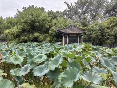 -莲湖公园
