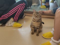 -猫在这儿猫咪咖啡馆·撸猫馆