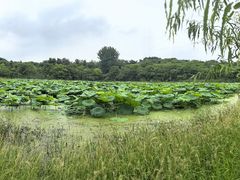 -盘龙城国家考古遗址公园