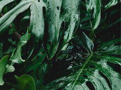 -重庆雨台山风景区