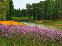 -黄海国家森林公园