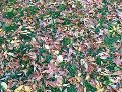 -大兴滨河森林公园