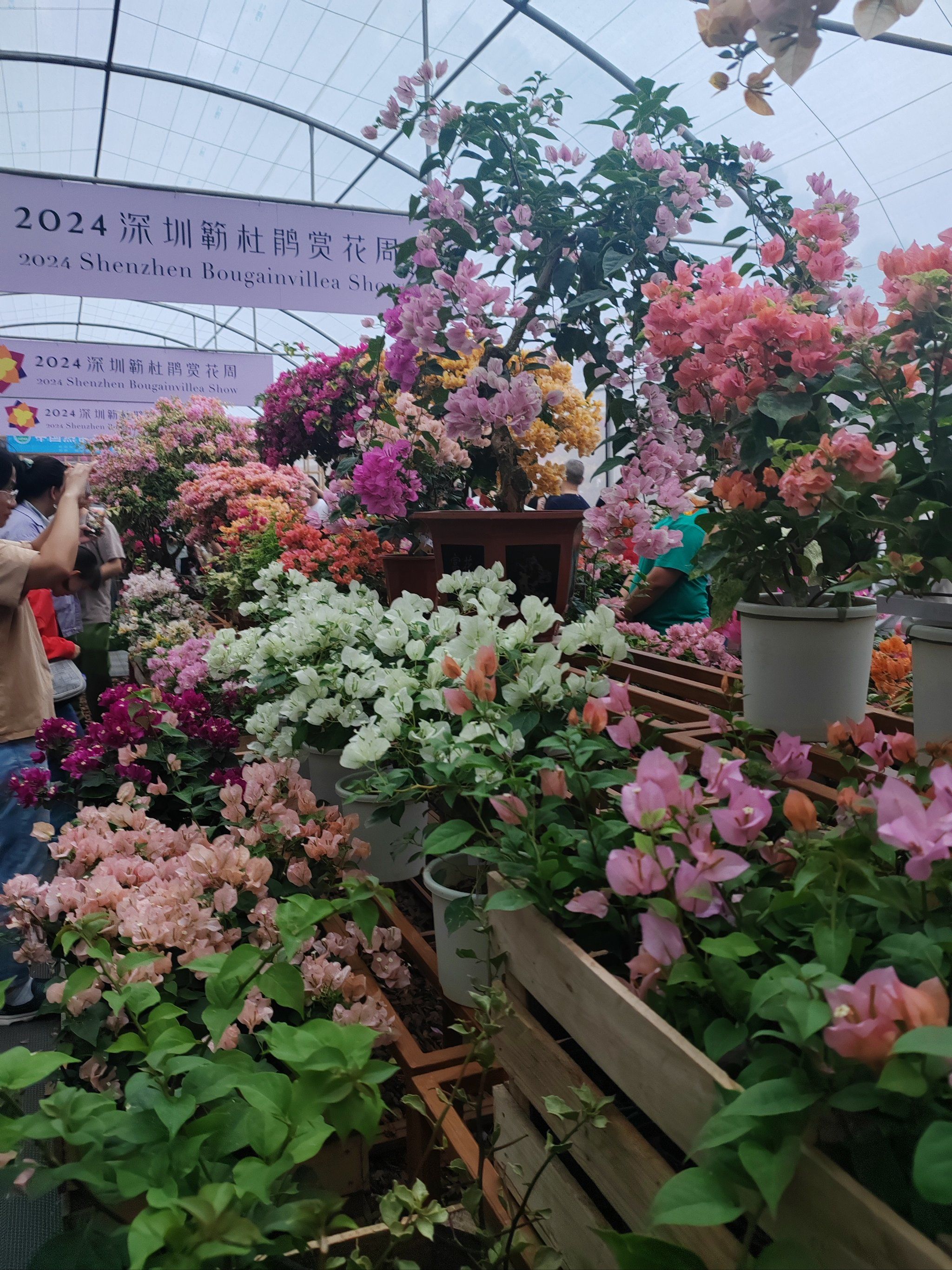 有感深圳莲花山花展