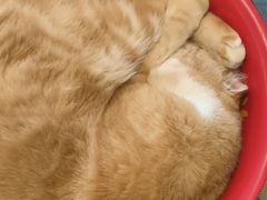 -平行世界·猫咖(首经贸店)