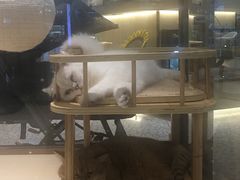 -momokira米努特·德文卷毛猫·棉花面纱犬