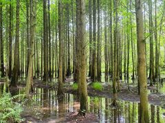 -桤木河湿地公园