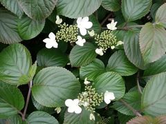 荚蒾-广州神农草堂中医药博物馆
