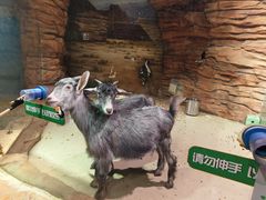 -正佳雨林生态植物园