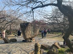-香雪海