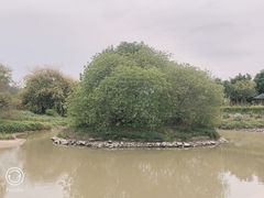 -广东花都湖国家湿地公园