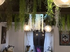 -Husky Go! 哈士奇体验馆·宠物咖啡厅狗咖