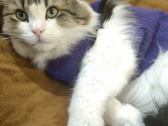 -柴迷FANS CLUB·柴犬狗咖·猫咖