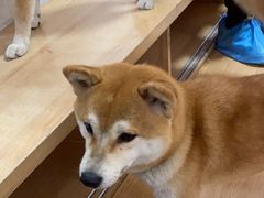 -是阿柴呀！柴犬咖啡·爱喵喵猫咖