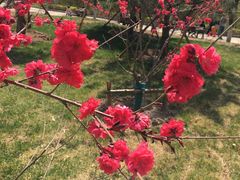 -武清南湖绿博园