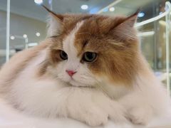 -momokira米努特·德文卷毛猫·棉花面纱犬