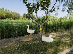 -永定河休闲森林公园