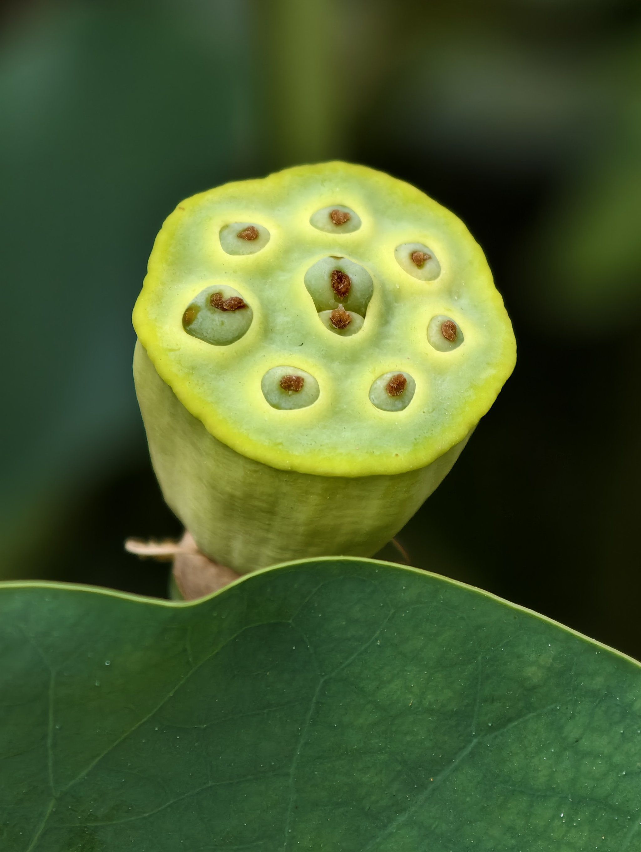 奇奇怪怪可可爱爱 成都的小荷叶成精了