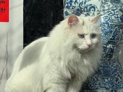 -VOYAGE COFFEE(杨梅竹店)